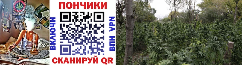 Канабис гибрид  Моршанск 